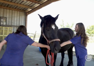 Two students in Veterinary Technician program working with a horse.